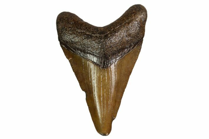 Juvenile Megalodon Tooth - Georgia #158824